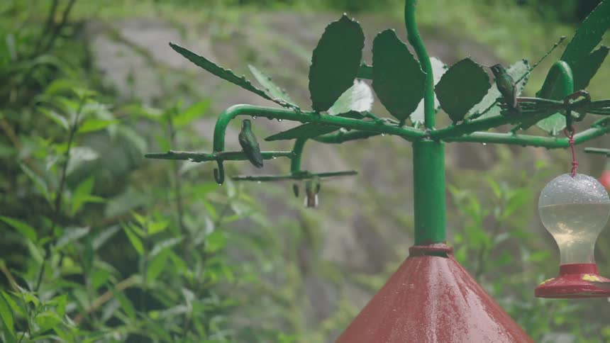 A group of hummingbirds fly in slow motion around a bird feeder, drinking nectar and perching on a rainy day