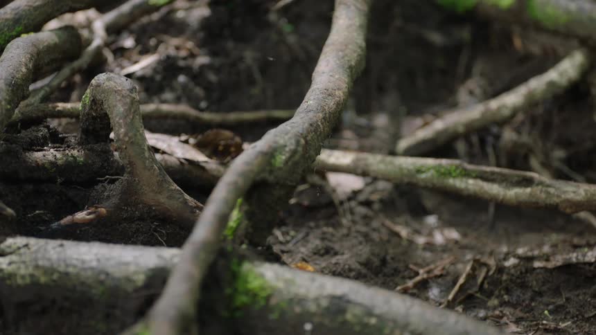 A slow-motion close-up of mossy tree roots winding through the dark soil of a forest floor