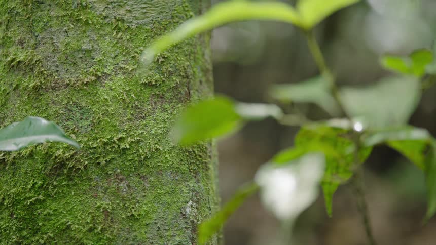 A detailed rack focus shot moves from a small green plant to a mossy tree trunk in a serene forest
