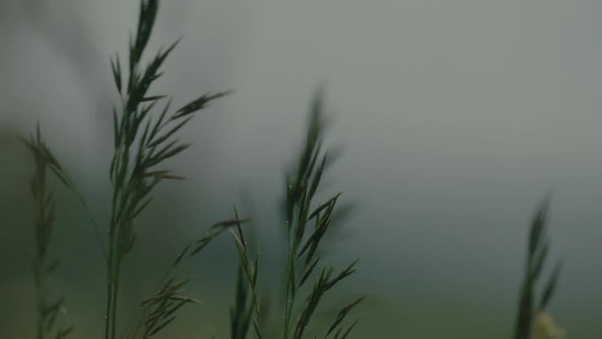 Tall blades of grass sway gently in the breeze on a moody, overcast day