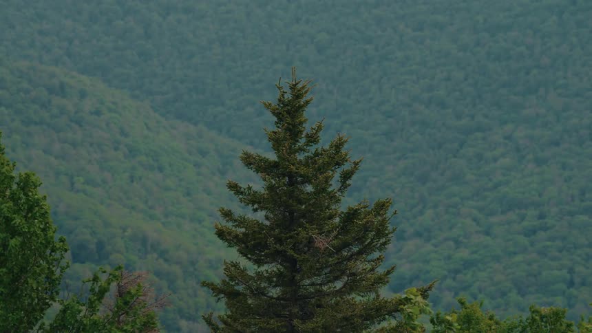 A tall evergreen tree stands against a vast, lush mountain forest backdrop