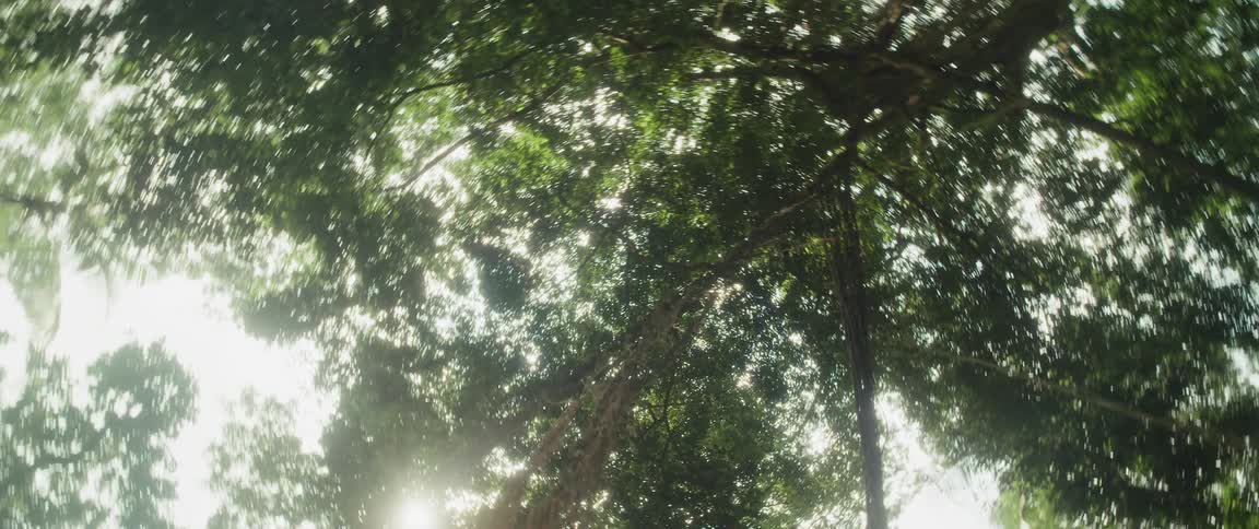 A slow, rotating low-angle shot gazing up at the sunlit canopy of a massive jungle tree with tangled hanging vines
