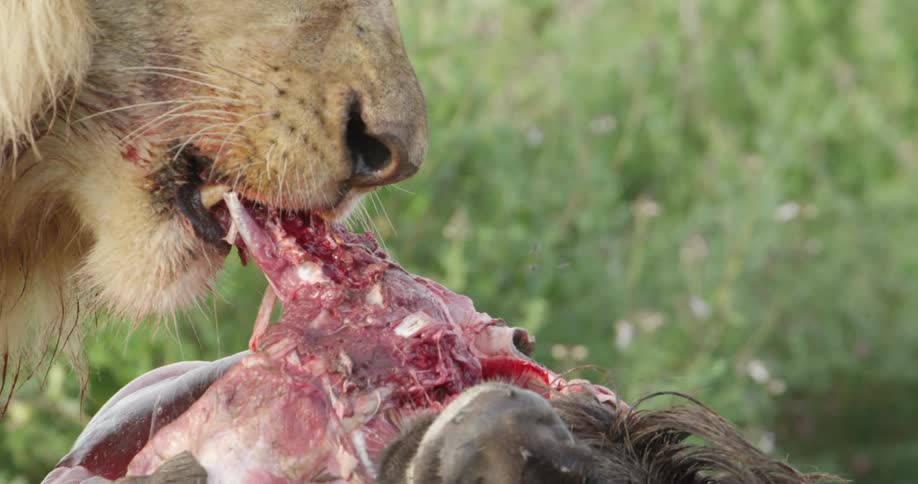 Lion eating dead prey