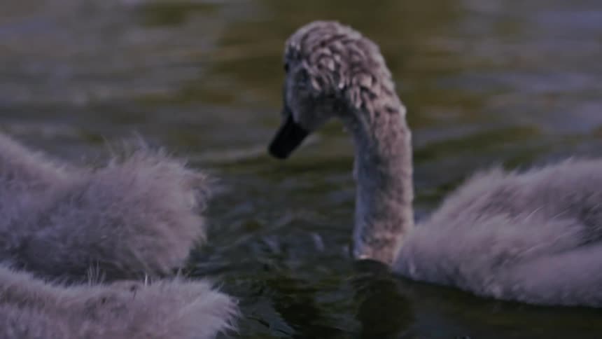 Close-up slow-motion shot of a fluffy baby swan drinking from a tranquil lake