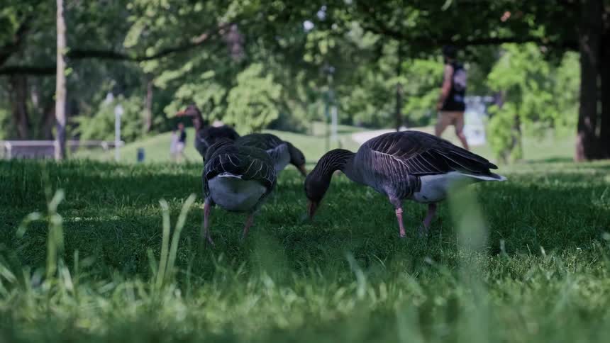 A flock of geese grazes on a lush green lawn in a park on a sunny summer day