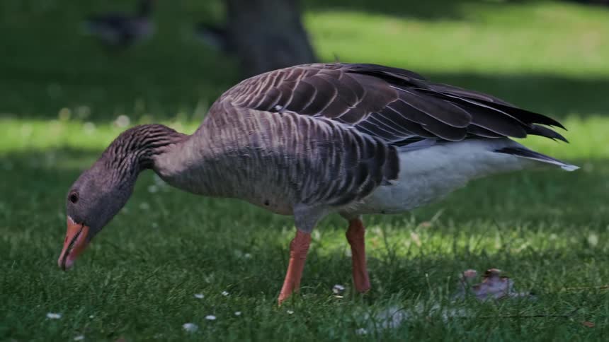 A greylag goose with an orange beak grazes on a lush green lawn on a sunny day