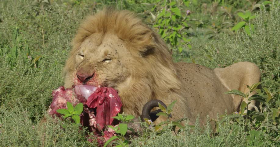 Lion feasting on its kill