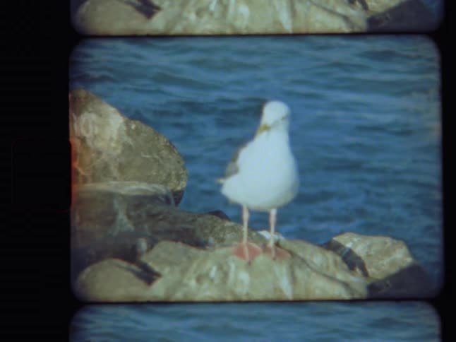 Vintage film footage shows a lone seagull standing on a rock with the ocean in the background