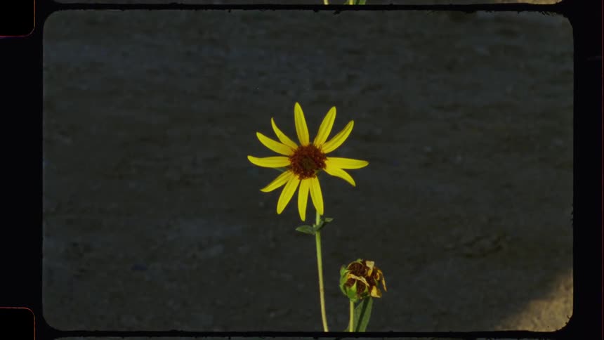 A vintage film-style still shot of a solitary yellow wildflower against a dark background