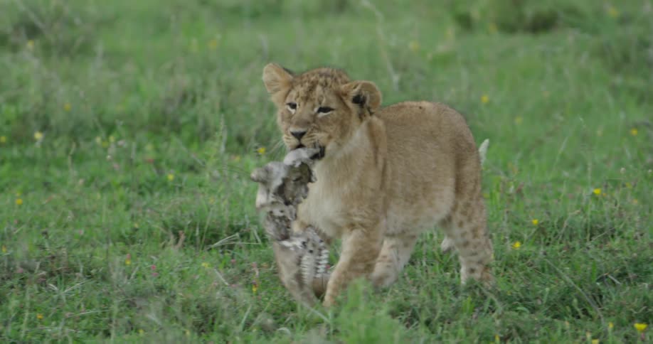 Lion cub carrying its kill in its mouth walking in the grass