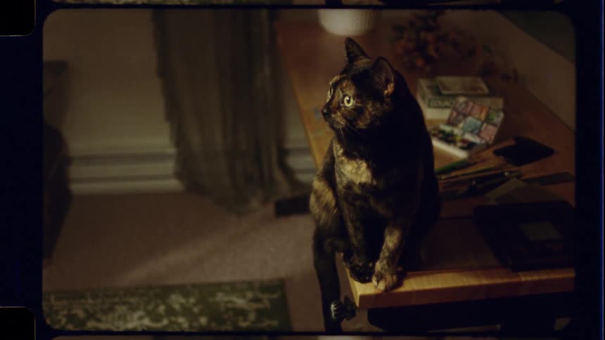 A nostalgic home movie style shot of a curious tortoiseshell cat sitting on a coffee table in a dimly lit room