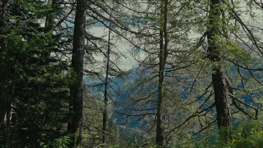 A scenic view of a distant mountain range framed by tall evergreen trees in a dense forest