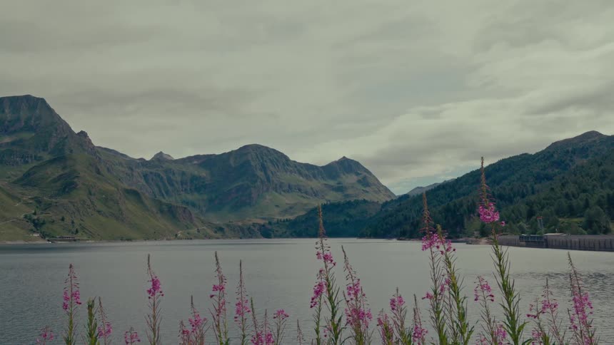 Pink wildflowers gently sway in the breeze on the shore of a tranquil mountain lake surrounded by majestic peaks on a cloudy day