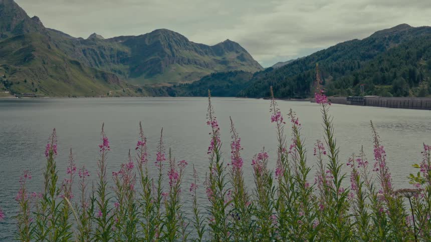 Serene mountain lake with purple wildflowers in the foreground and a distant dam on a cloudy day