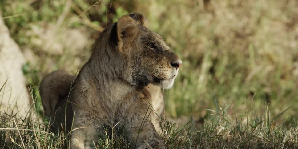 A lioness looks around a grassy area