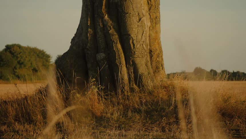 A cyclist in motion blur speeds past a large tree trunk in a golden, grassy field at sunset