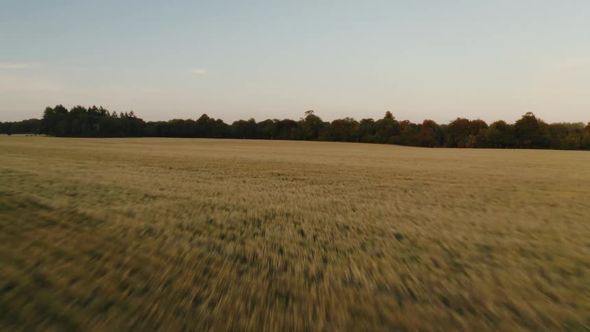 A fast, low-level drone flight over a golden wheat field at sunset