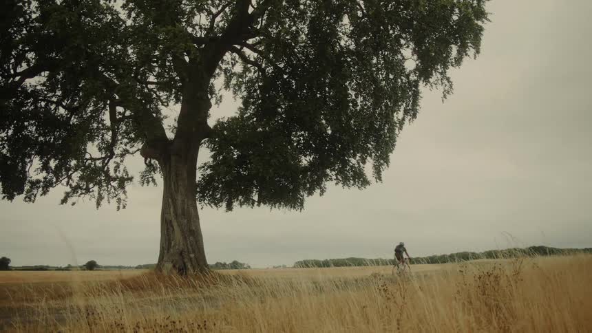 A cyclist rides down a country road past a large tree and a field of golden grass on a cloudy day
