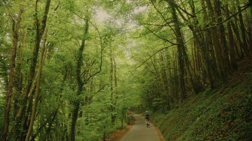 A cyclist with a backpack rides down a paved path through a beautiful, dense green forest