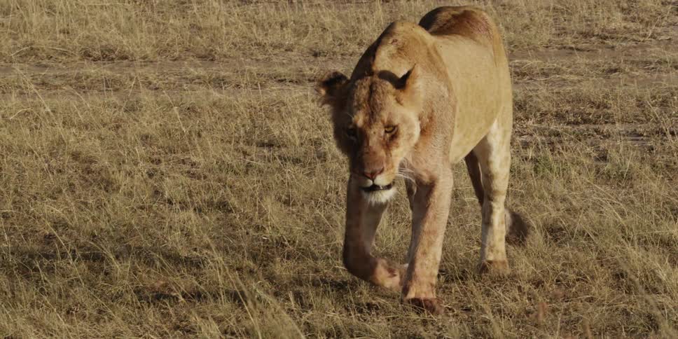 Lioness walking through the grass