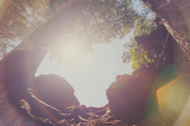 A dreamy low-angle perspective from the forest floor gazes up at the bright sun shining through the tree canopy