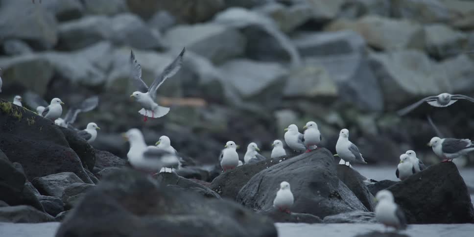 A flock of seagulls in slow motion fly and land on a rocky shoreline