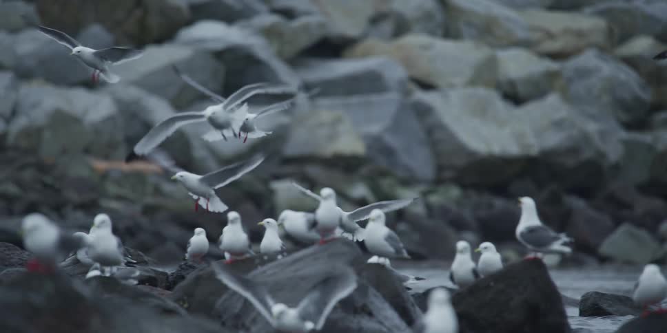 A flock of seagulls fly in slow motion over a rocky shore, hovering and landing gracefully among the group