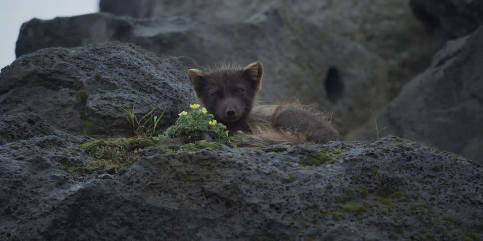 An adorable dark Arctic fox cub rests on a mossy volcanic rock next to a patch of yellow wildflowers