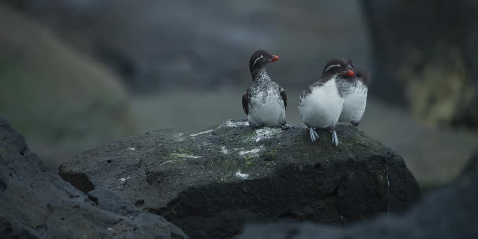 Three Least Auklets with bright orange beaks sit closely together on a dark, mossy rock in their coastal habitat