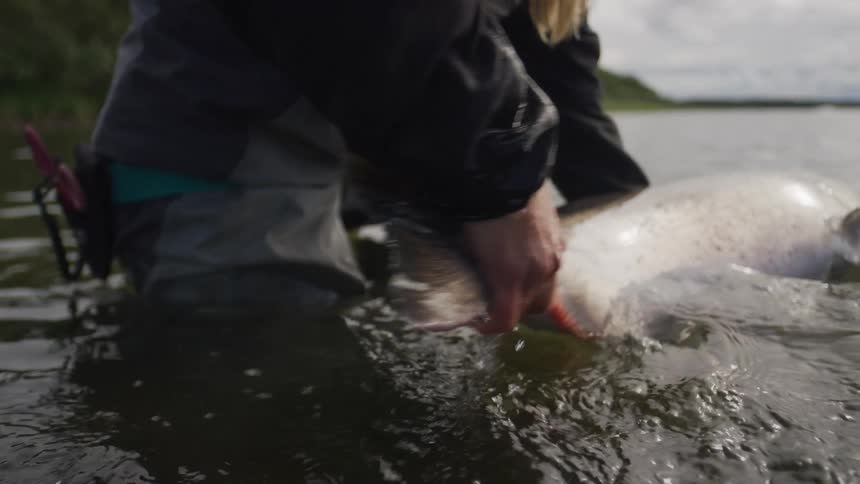 A fly fisher gently holds a massive salmon in a river, reviving it for a catch and release in slow motion