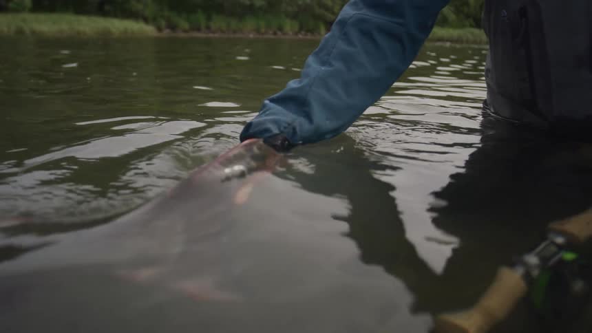 In a slow-motion close-up, a fisherman in waders gently releases a caught salmon back into the tranquil river