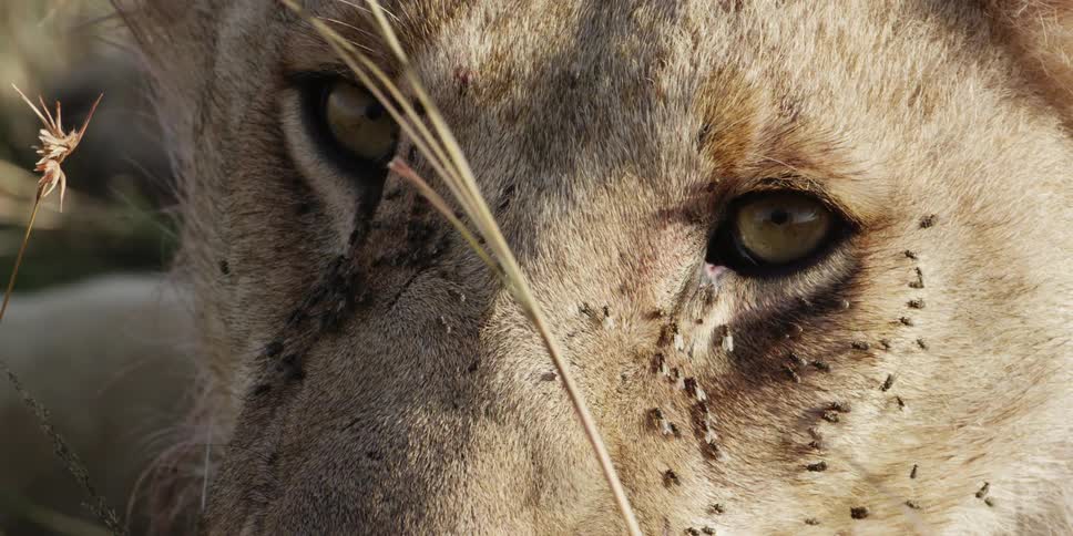 Close up of bugs on a lion's face