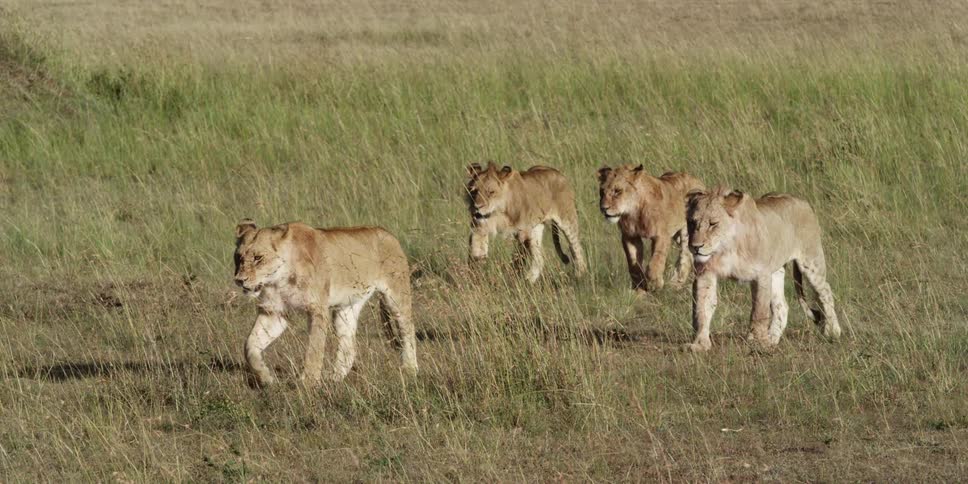 Four lions walking through a field