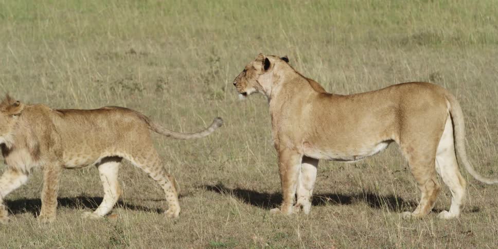 Lionesses standing in a field