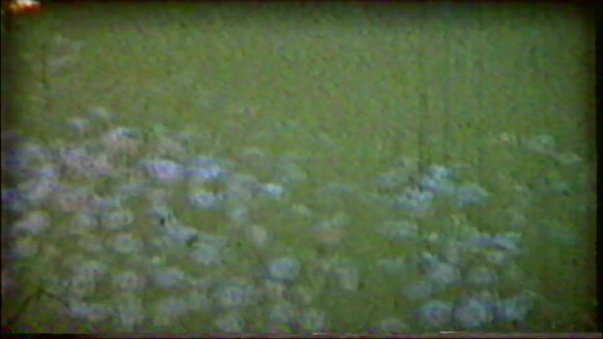Shaky, out-of-focus vintage footage pans across a garden bed of colorful flowers