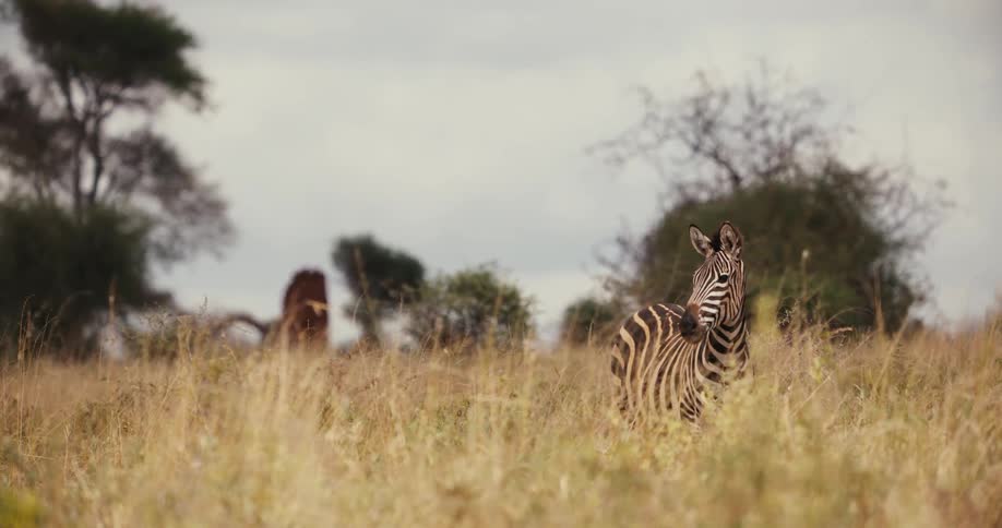 A single zebra stands alertly in the tall golden grass of the African savanna on an overcast day