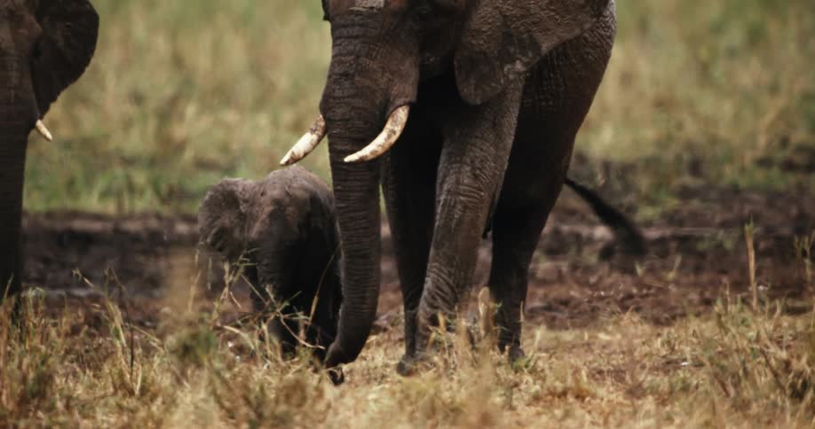 A mother elephant protectively nudges her tiny calf with her trunk as they stand in the rainy African savanna in slow motion