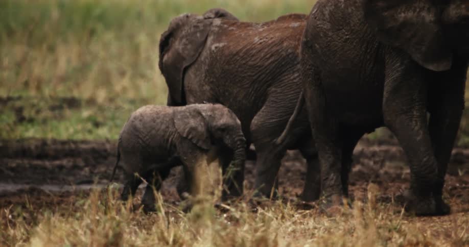 A newborn baby elephant calf covered in mud nurses from its mother while standing with its family in a grassy field