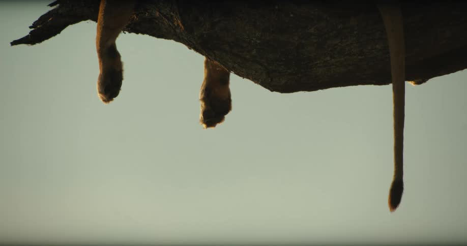 A close-up of a lion's paws and tail hanging from a tree branch while it naps at sunset