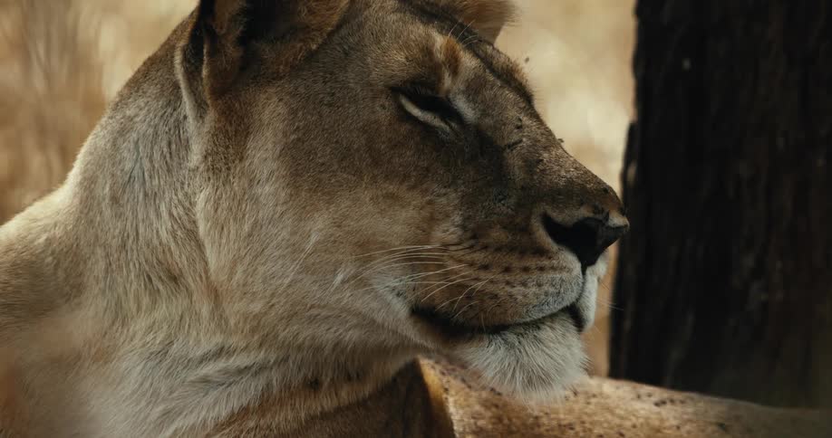A close-up profile shot of a lioness dozing peacefully as small flies buzz around her face