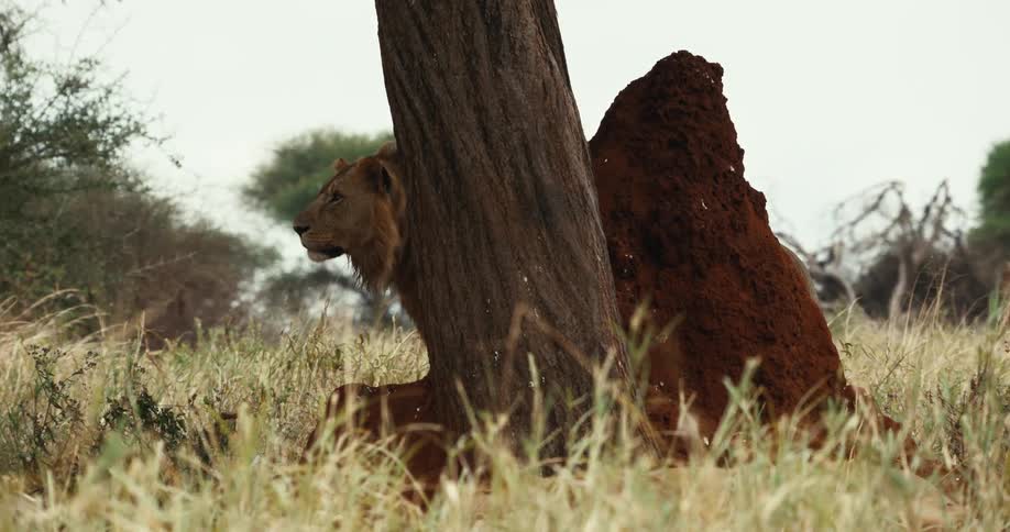 A wild lion rests in the shade of a tree next to a large red termite mound in the African savanna