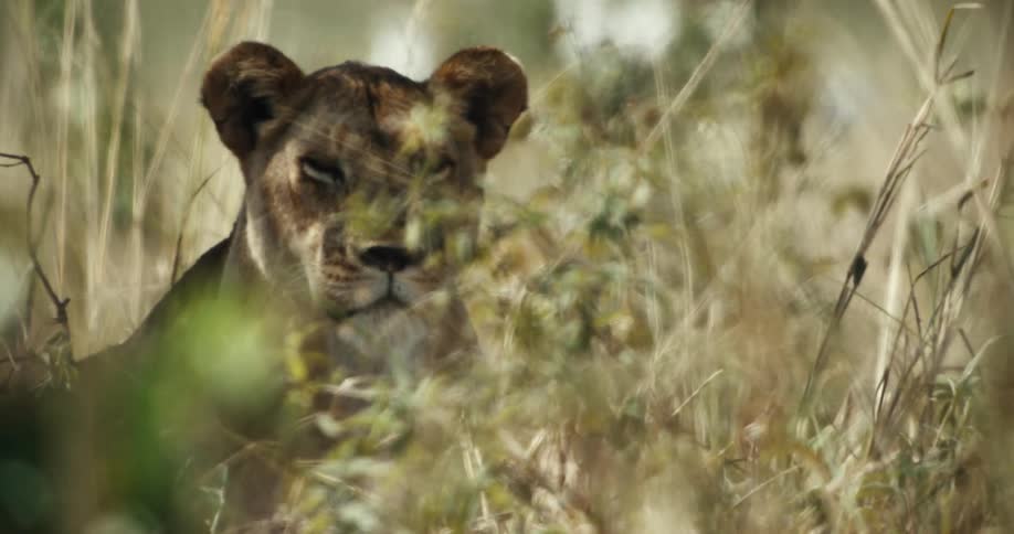 A watchful lioness stares from behind the tall grass of the African savanna