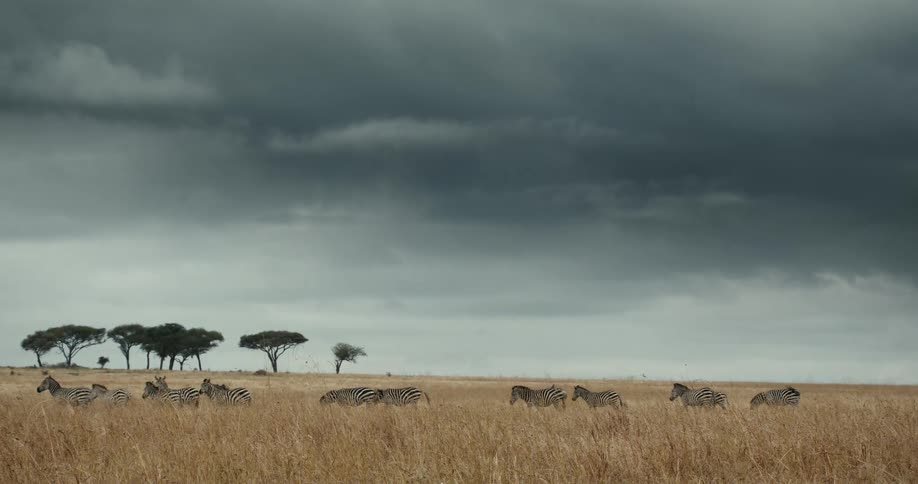 A herd of zebras stand in a line on the golden African savanna under dark, moody storm clouds