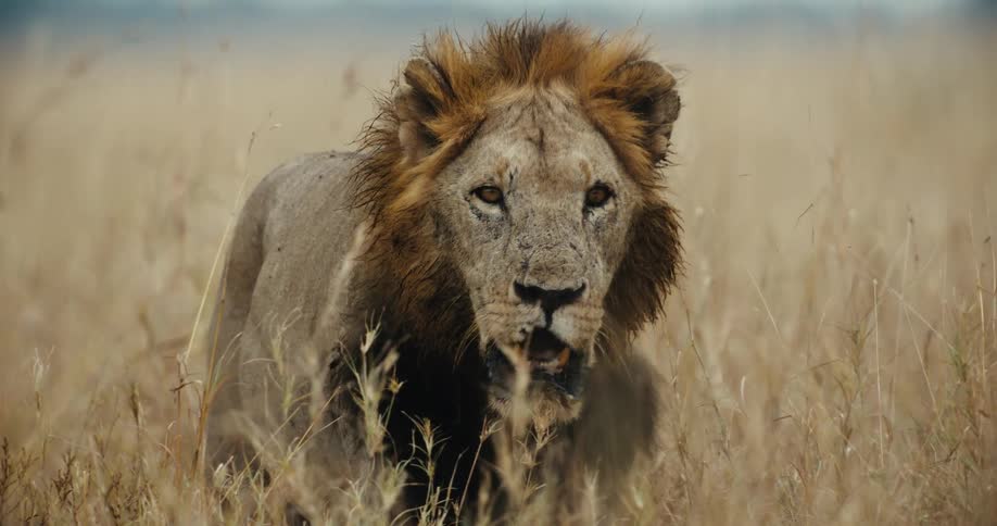 A powerful, battle-scarred male lion stares intensely towards the camera from the tall grass of the savanna in slow motion