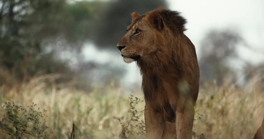 A majestic male lion stands alert in a grassy savanna as the wind blows through its mane
