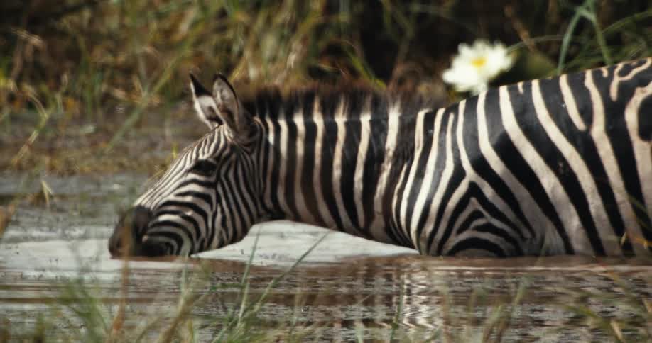 Slow motion close up of a wild zebra drinking water from a river in the African savanna