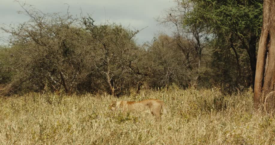 A wild lioness stealthily moves through the tall savanna grass before crouching down and disappearing from sight