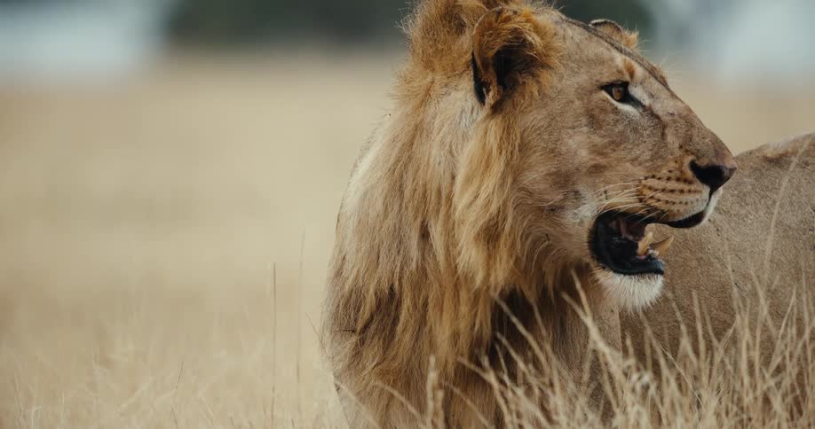 A powerful male lion stands alert in the tall savanna grass, panting in a dramatic slow-motion close-up