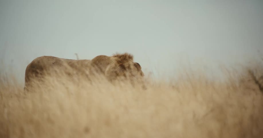 A powerful male lion stands alert in the blowing golden grasses of the African savanna on an overcast day