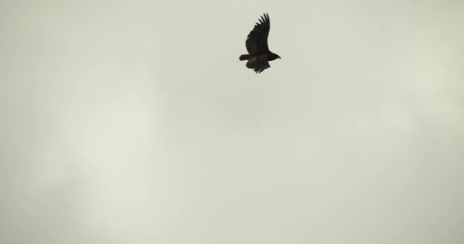 A majestic bird of prey is silhouetted as it soars gracefully through the air in slow motion against an overcast sky